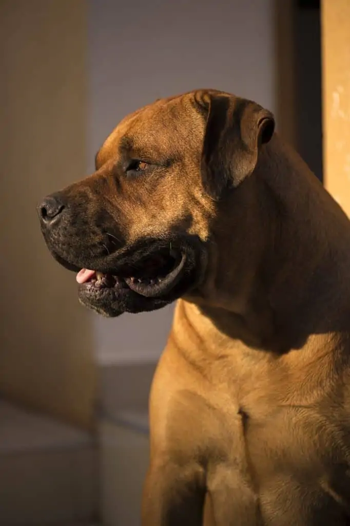 7 a side profile of a Tosa dog