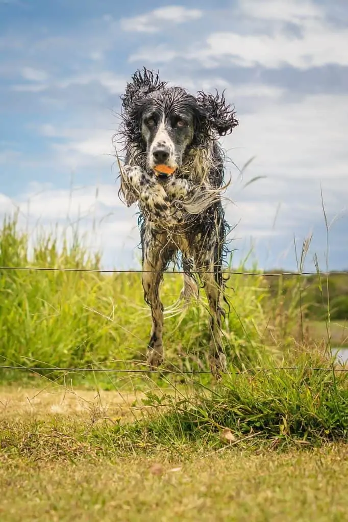 7 an english springer spaniel