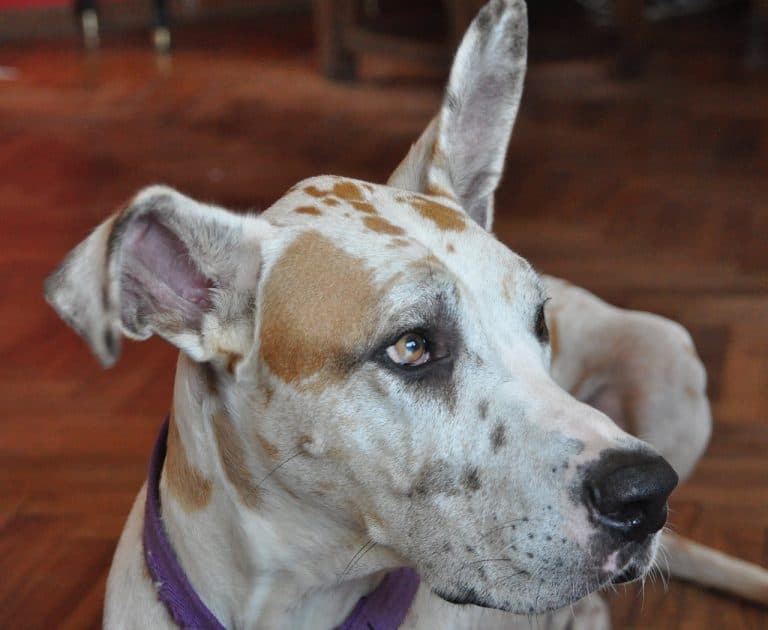 The Chihuahua Great Dane Mix Does This Hybrid Really Exist? Your Dog Advisor