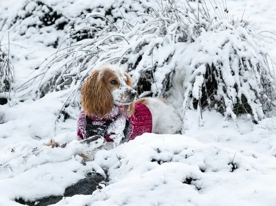 8 a cocker spaniel