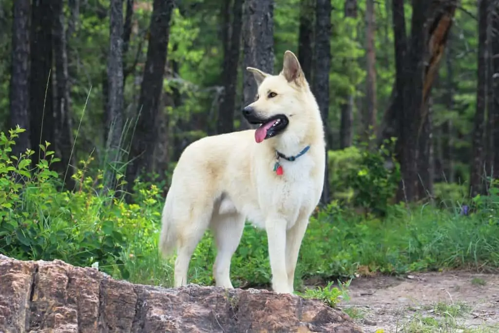 8 a white husky pit mix