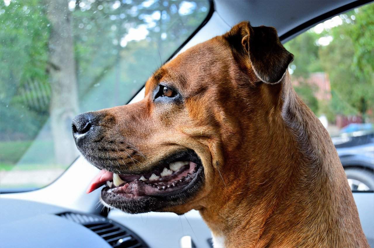 12 Things You Should Know About The Rottweiler Pitbull Mix Your Dog Advisor