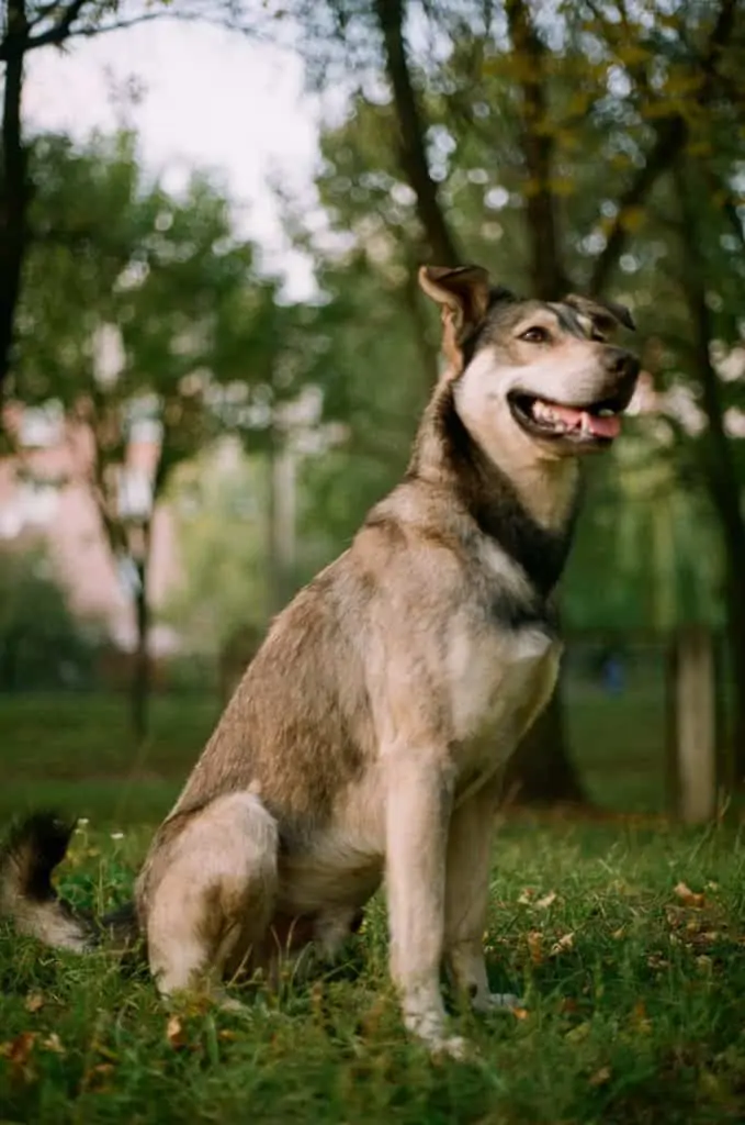 9 a husky pitbull sitting outside