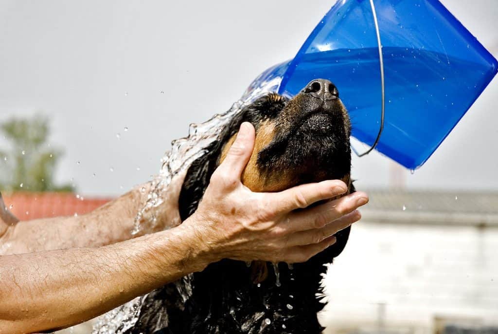 9 a rottweiler pitbull getting a bath
