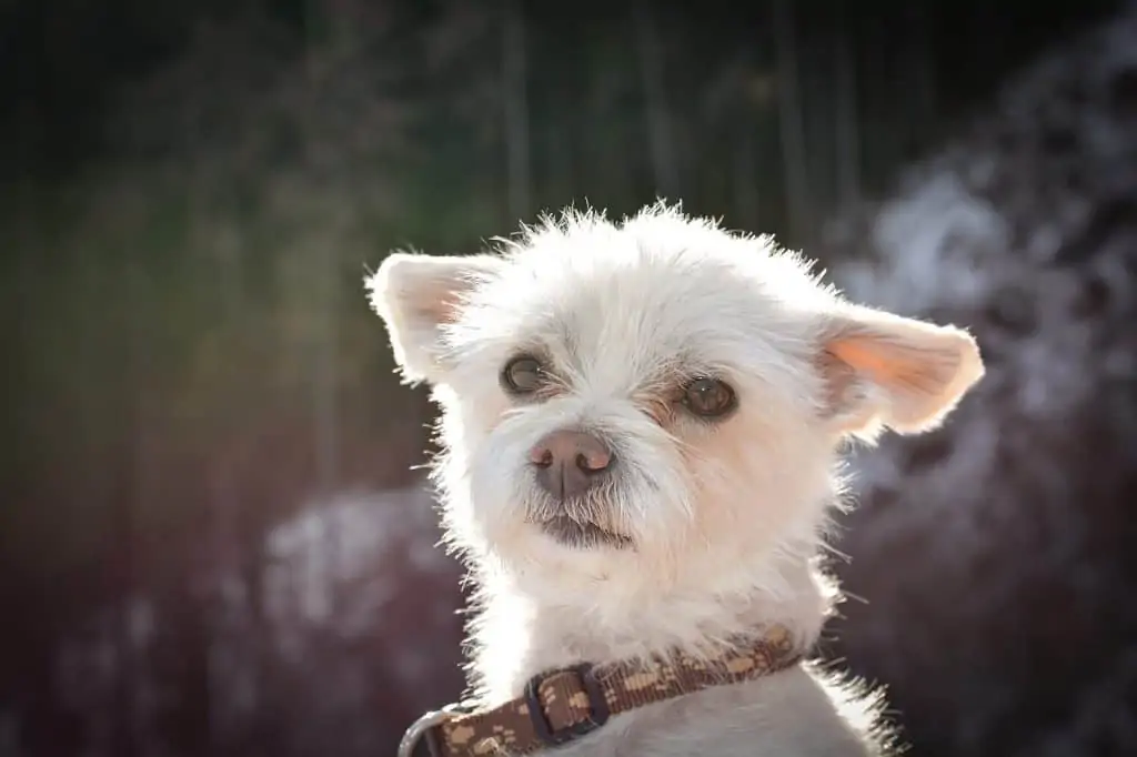 9 a white yorkie pom with a brown collar