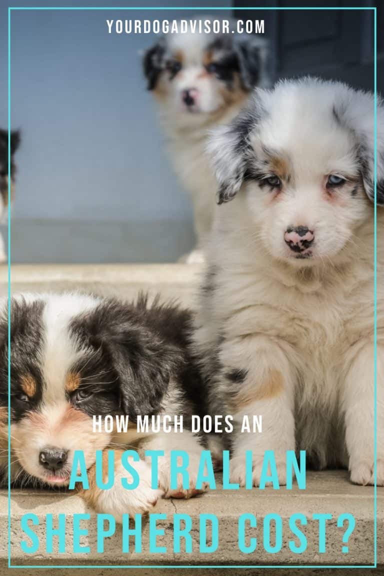 Australian Shepherd Price Guide How Much Does An Australian Shepherd