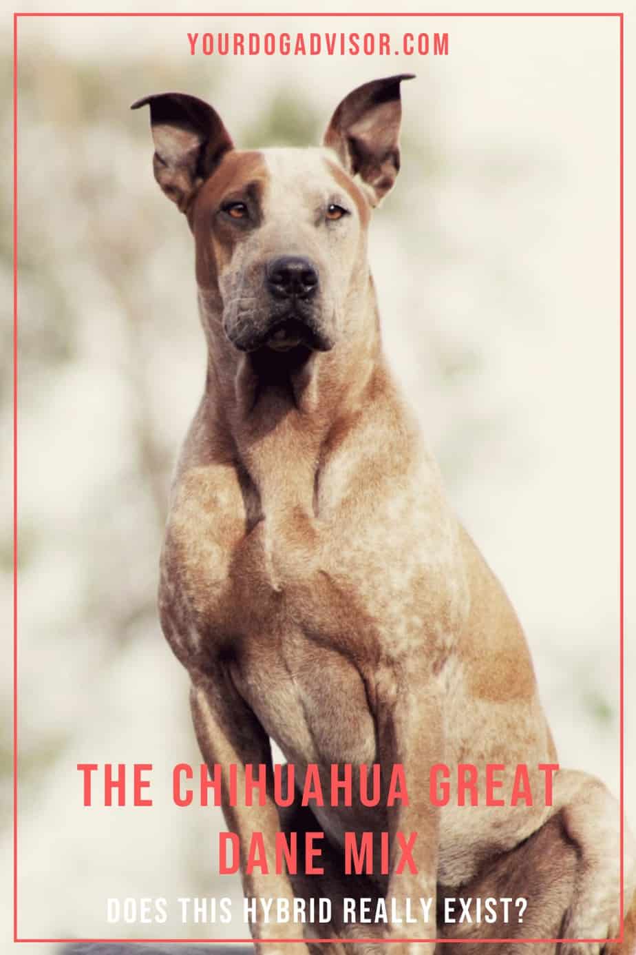 The Chihuahua Great Dane Mix Does This Hybrid Really Exist? Your