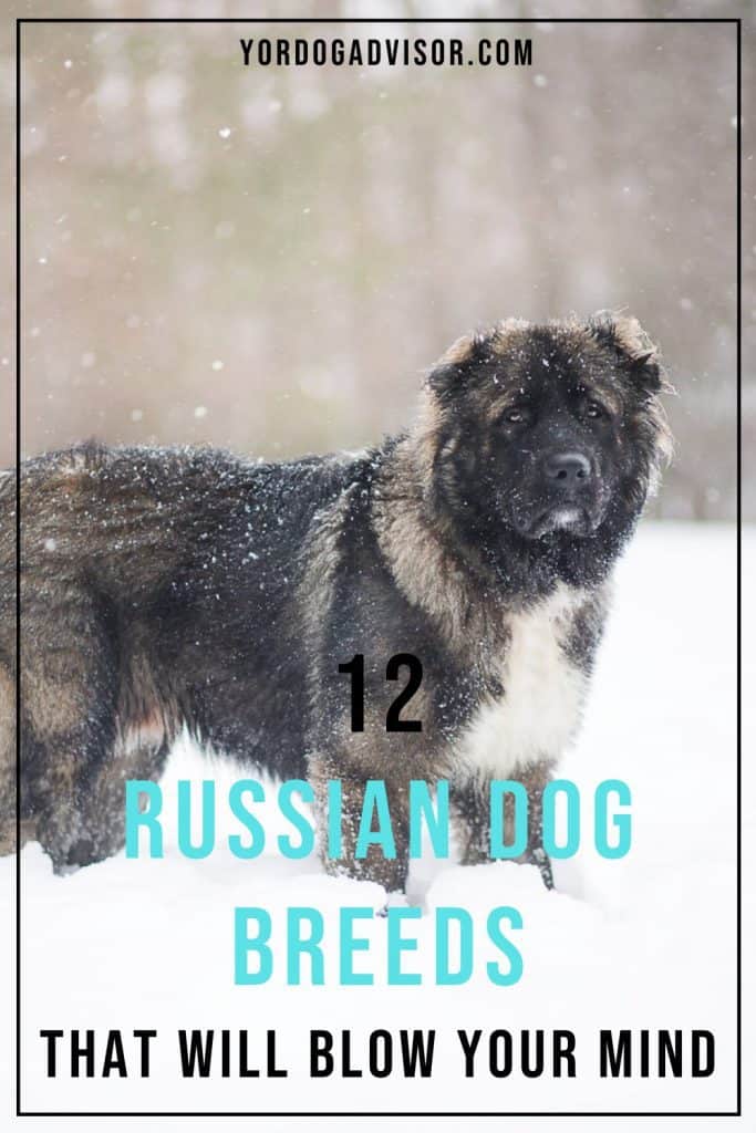 russian army dog breeds