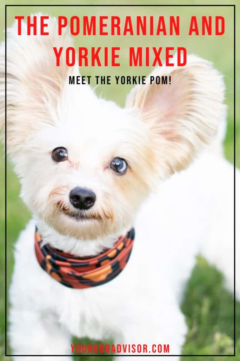 The Pomeranian and Yorkie Mixed Meet the Yorkie Pom! Your Dog Advisor