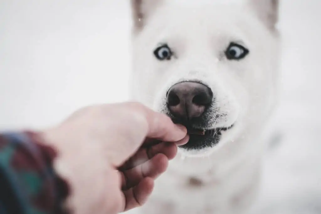 4 a husky eating a treat