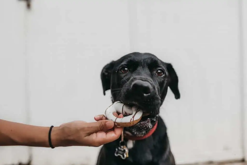 5 a dog eating a cookie