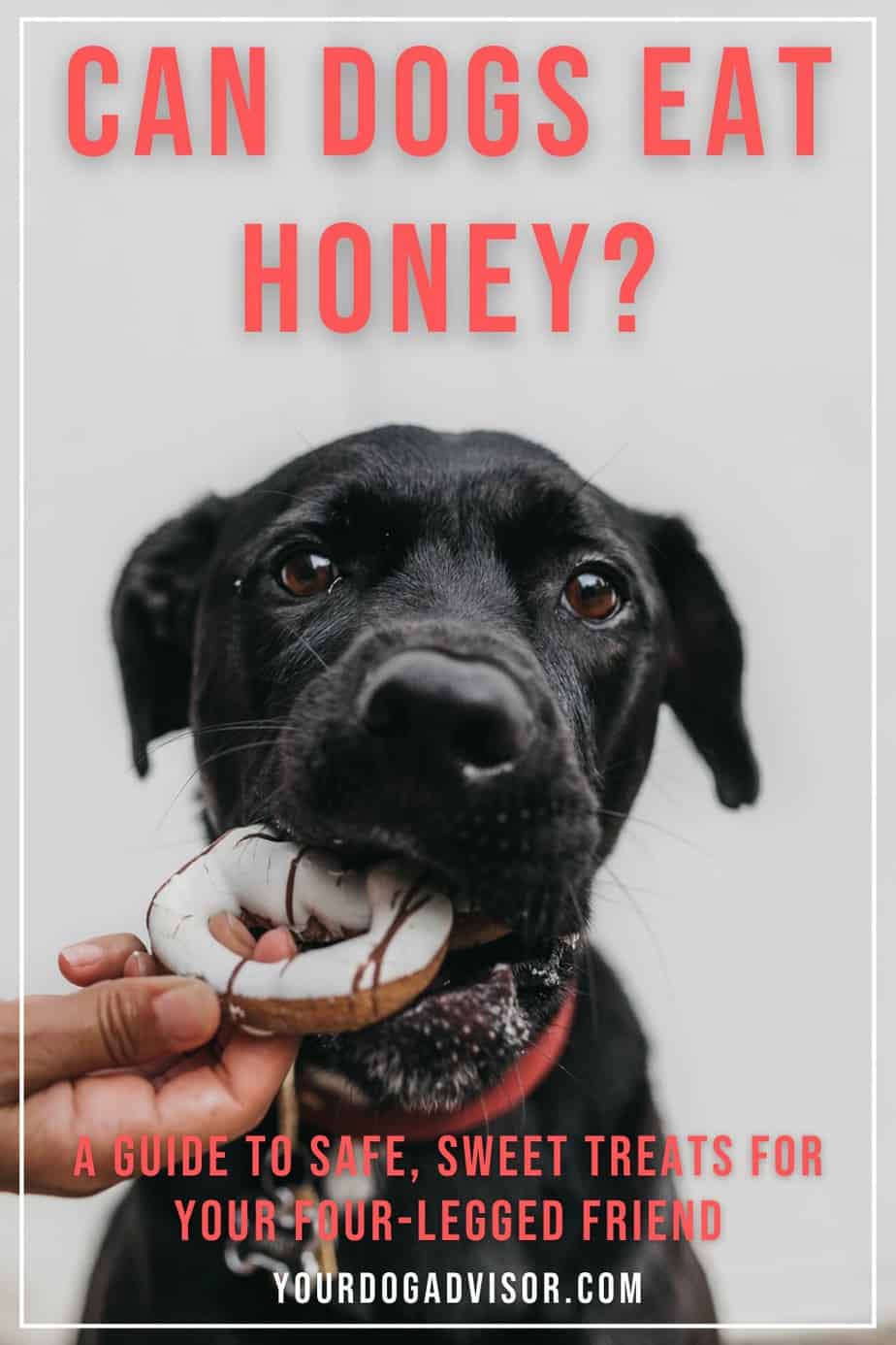 Can Dogs Eat Honey? A Guide To Safe, Sweet Treats For your FourLegged