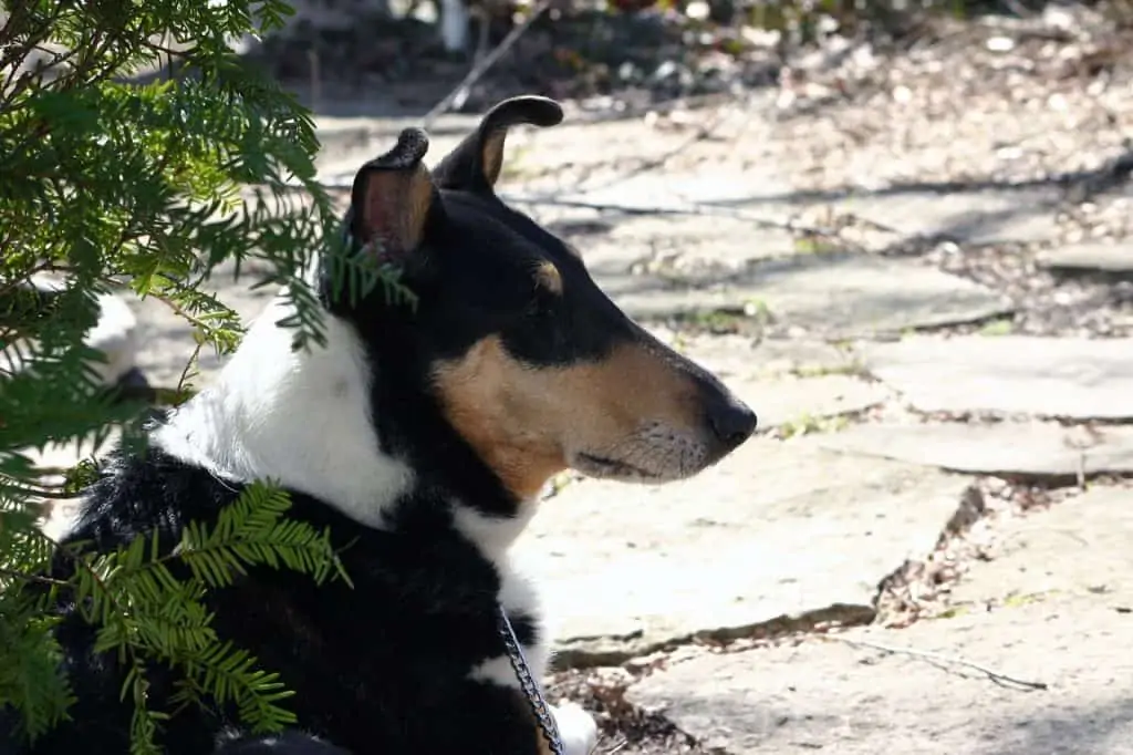 1 a black and brown smoothe collie