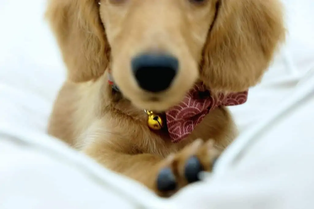 1 a close up of a golden dox