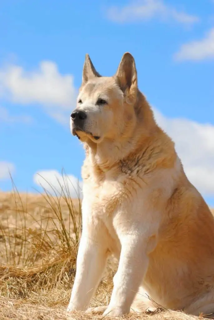 1 a tan american akita