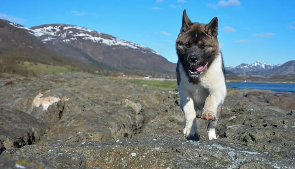 11 an american akita running