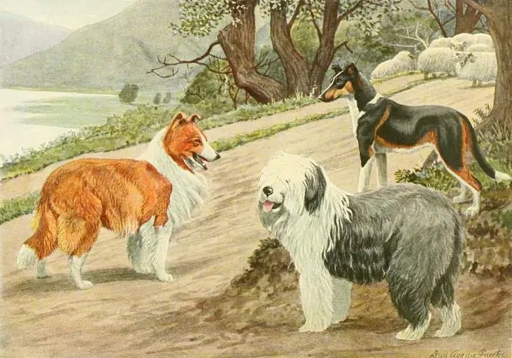 2 a rawing of herding dogs