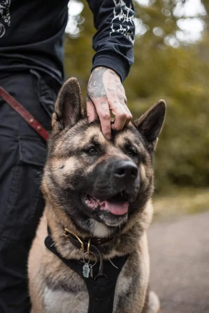 2 an american akita