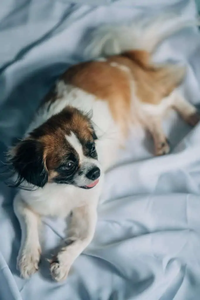 3 a brown and white dog laying down