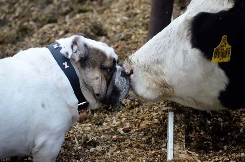 3 a bull dog and a cow