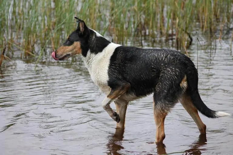 3 a collie playing in water