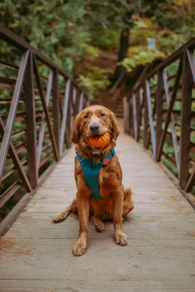 3 a golden retriever with a pumpkin