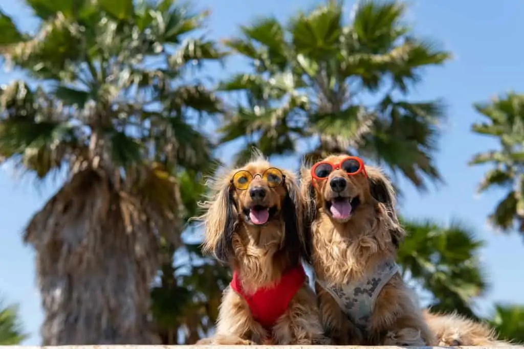 3 two golden dox dogs side by side