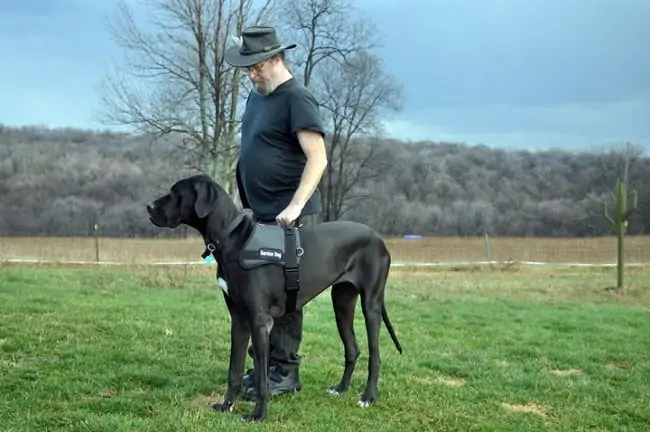 3. Great Dane service dog in a field with handler