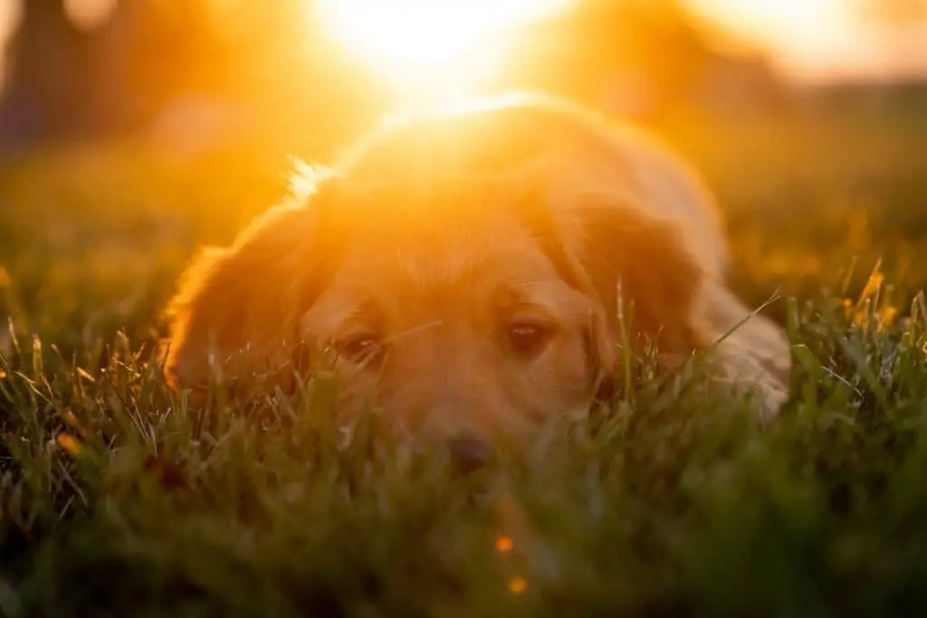 4 a golden dox laying in grass