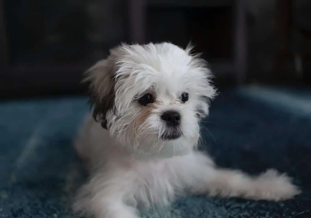 4 a shih Tzu peke puppy