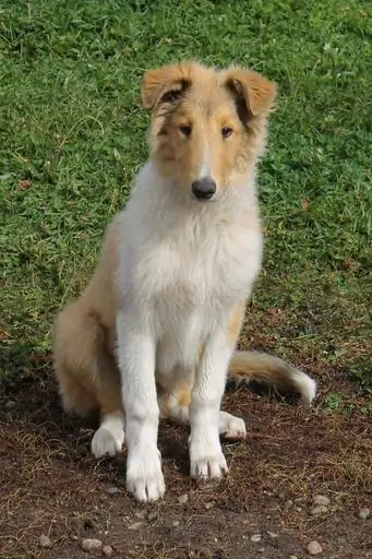 4 a white and tan smooth collie