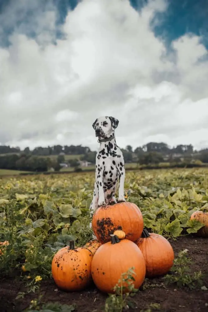 5 a dalmatian with pumpkins