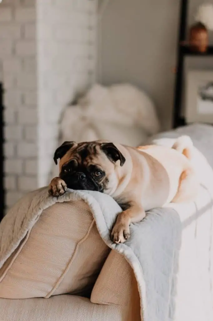 5 a pug on a couch