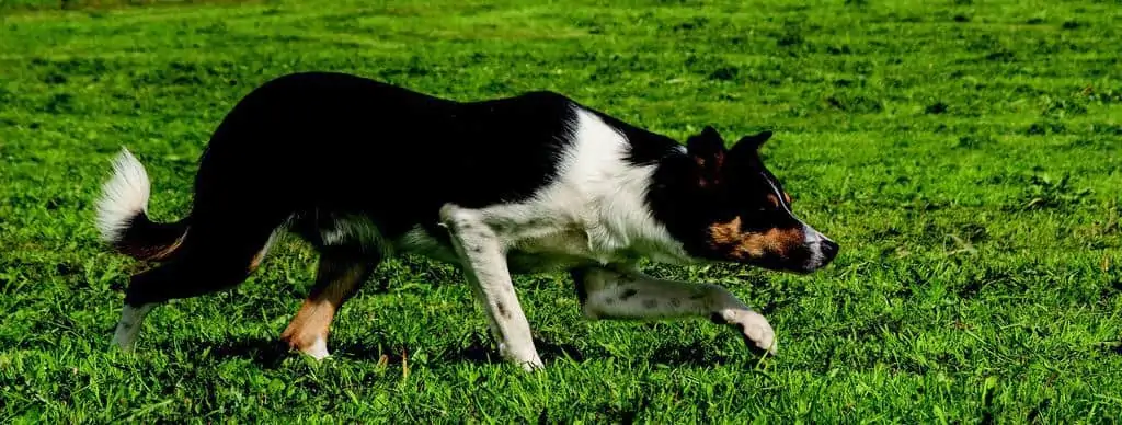 5 a smooth collie working