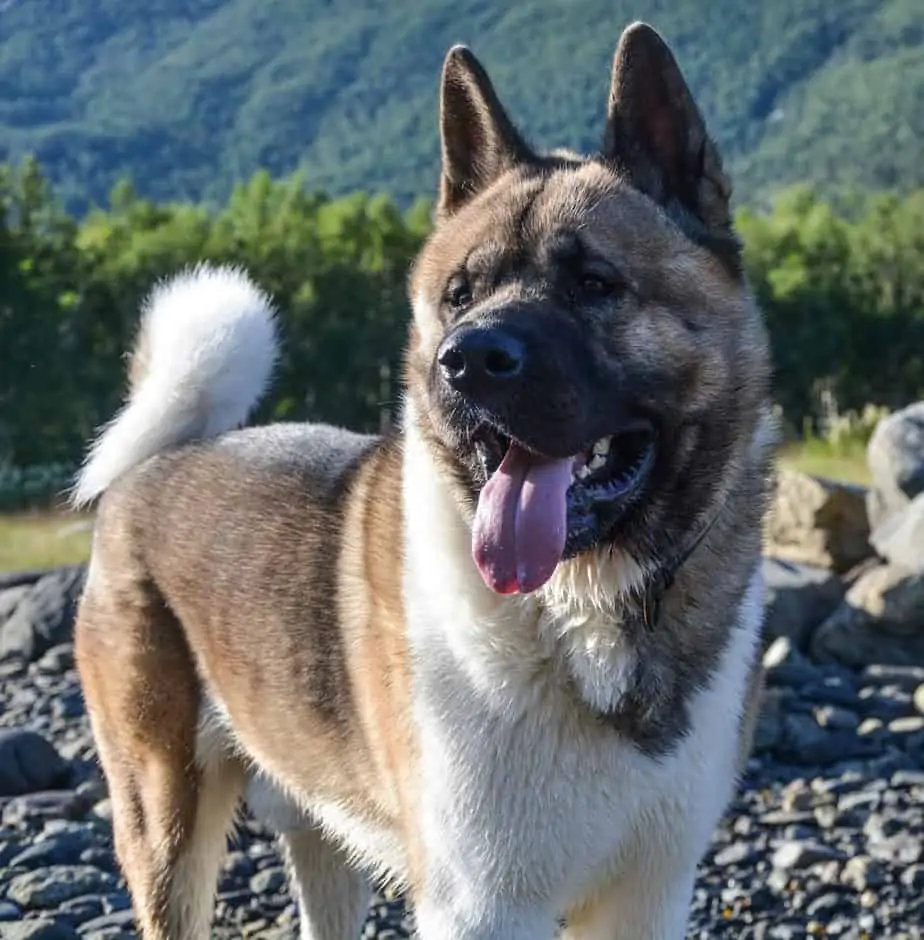 5 an american Akita in the mountains