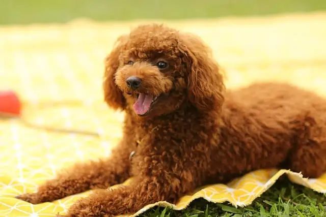 5. poodle puppy