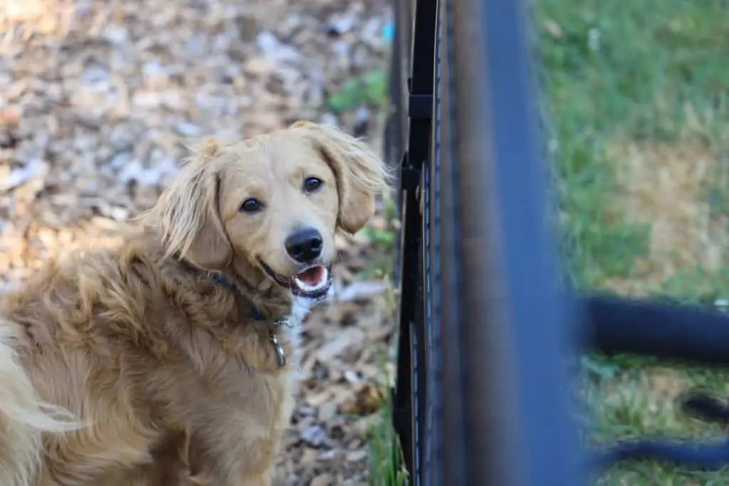 6 a golden dox in the yard