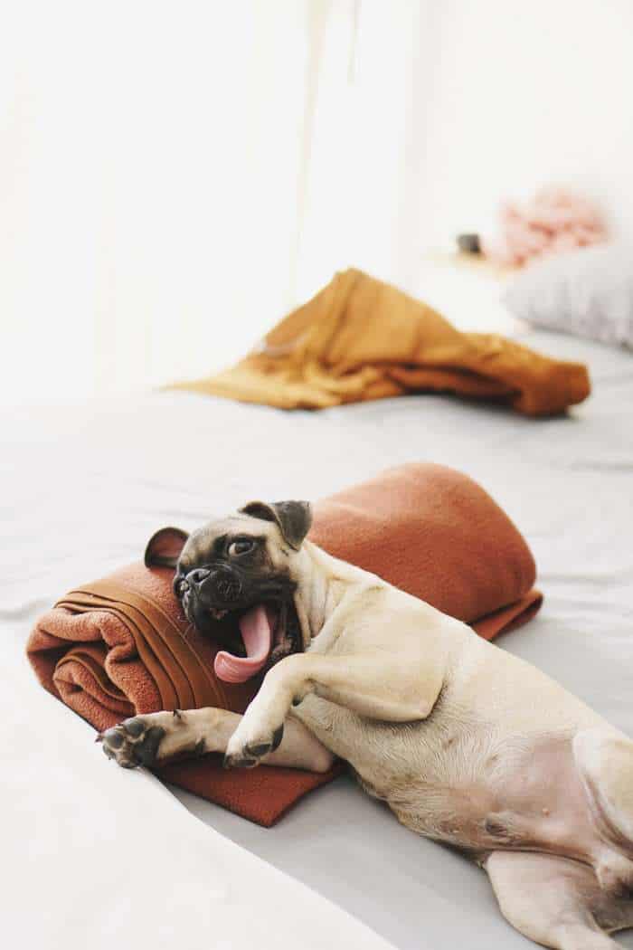 Dog Chewing Paws? Why Do Dogs bite Their Paws and What To Do Your Dog