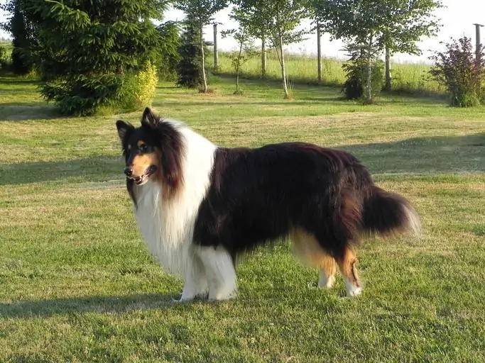 6 a rough collie