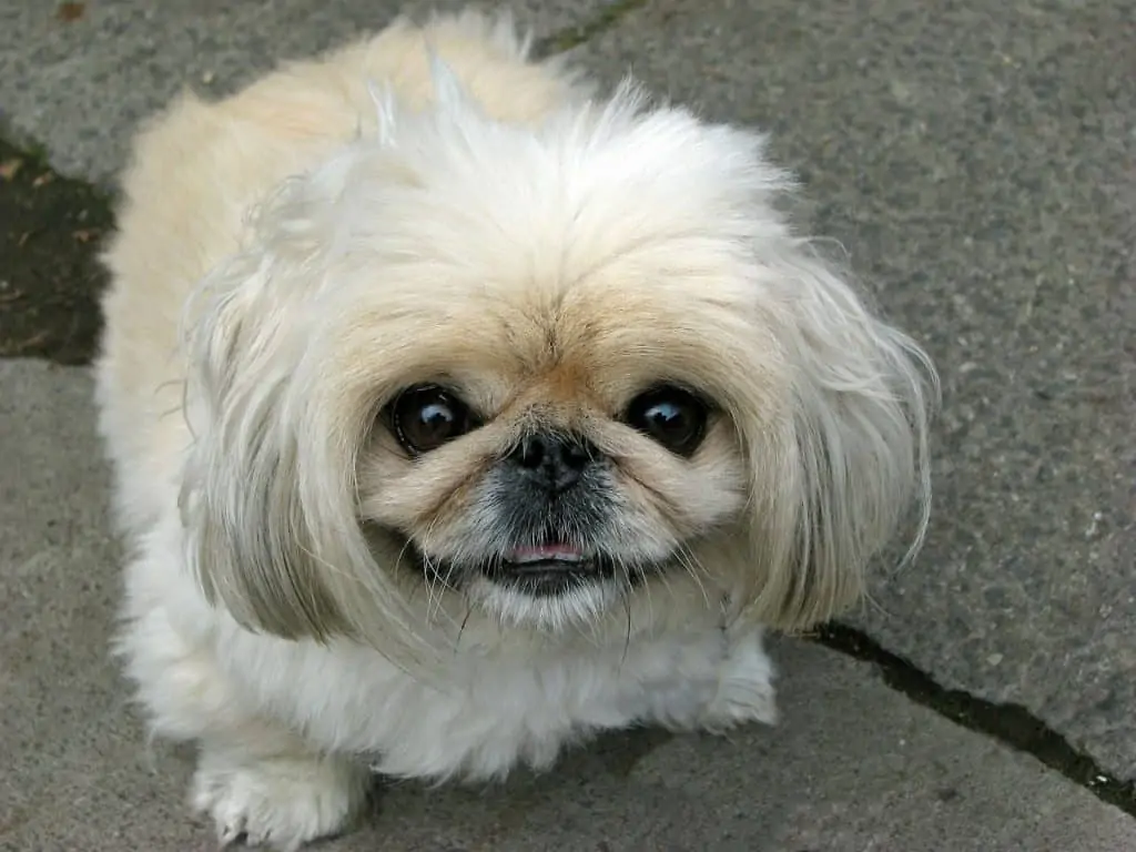 6 a shih tzu peke up close