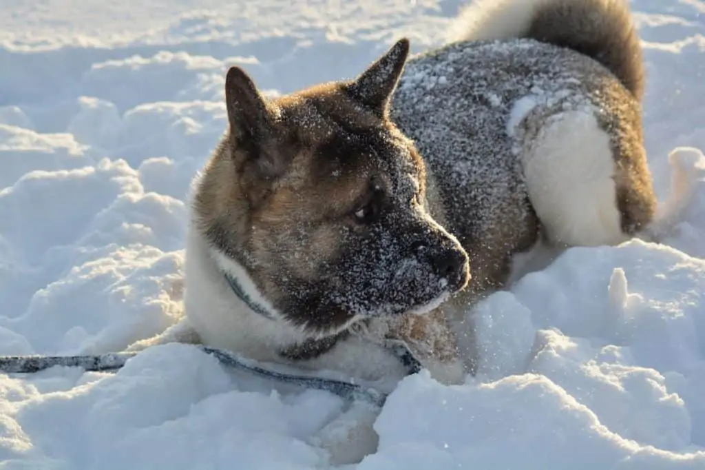 6 an American Akita in snow