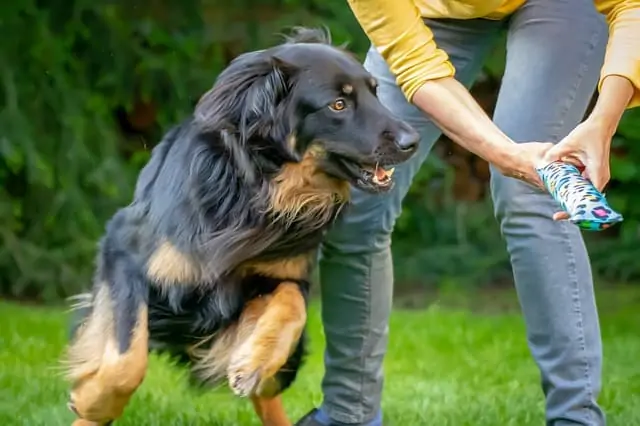 6. black and brown dog in training