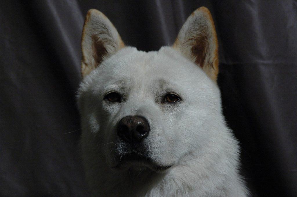 7 a close up of a white jindo dog