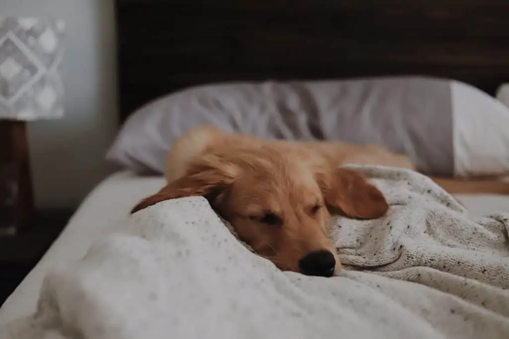 7 a golden dox sleeping