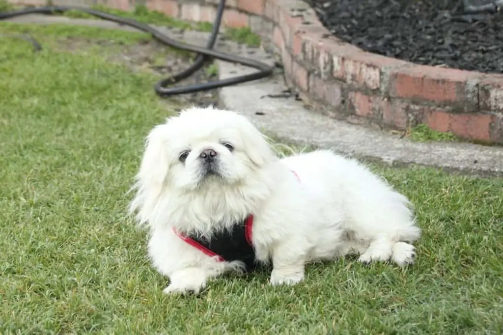 7 a white shih tzu peke