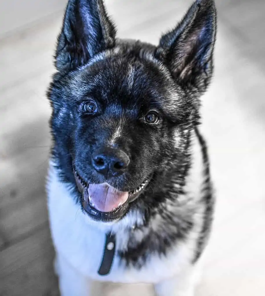 7 an American Akita Puppy