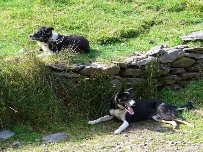 7 two smoothe collies