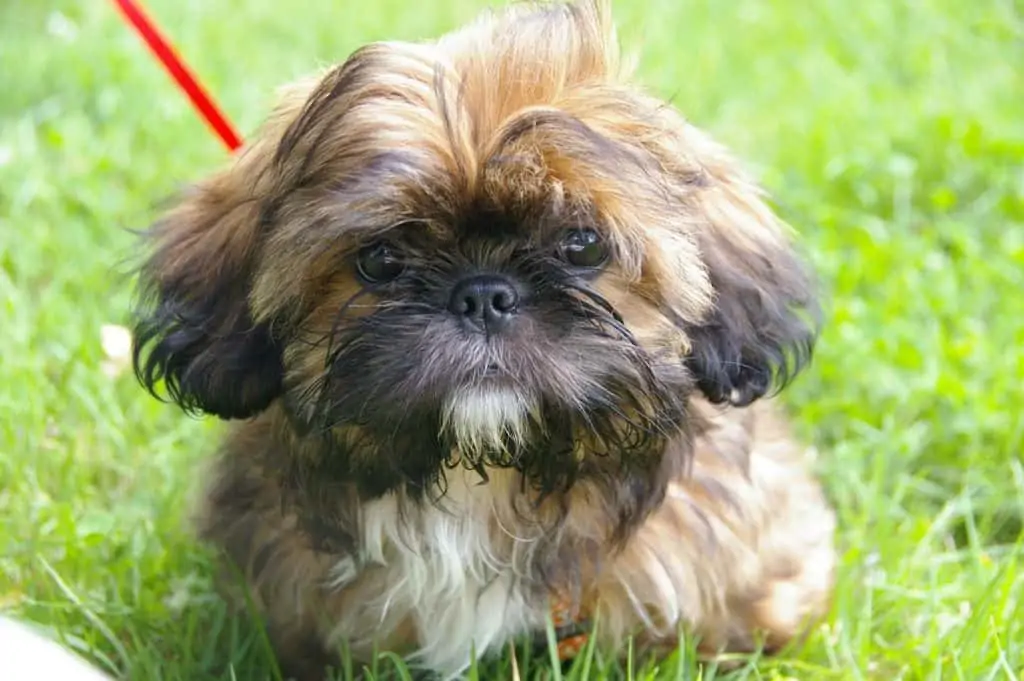 8 A shih Tzu peke puppy