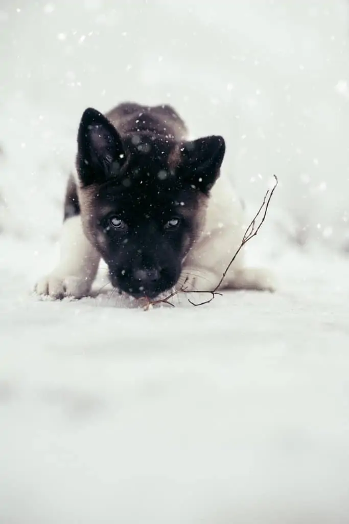 8 An american Akita puppy