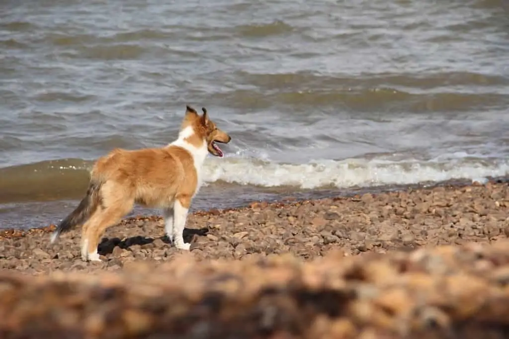 8 a collie puppy